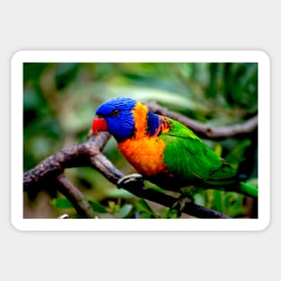 Red Collared Lorikeet Close Up Sticker